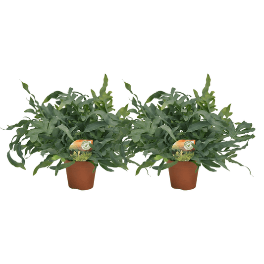 Phlebodium Blue Star – Tüpfelfarn Zimmerpflanze – 2 Pflanzen – Ø17cm – ca. Ø60cm Wuchsbreite – Blaugrüner Farn für Wohnzimmer, Bad & Büro – Elegante Zimmerpflanzen 