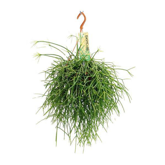Korallenkaktus - Rhipsalis Pulchra - Zimmerpflanze - Ø14cm - ↕35cm 
