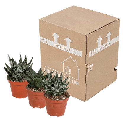 Sukkulente - Gasteria/Haworthia - Mix 8,5cm - 3 Stück