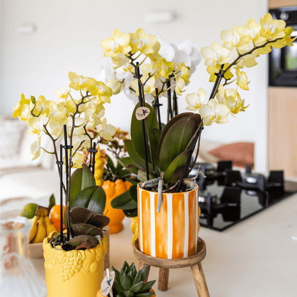Dekotopf Keramik – Blumentopf Bemalter Streifen Orange – Ø9cm – Modernes Pflanzgefäß für Zimmerpflanzen & Deko 