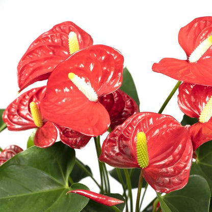 Flamingoblume - Anthurium Rot - Zimmerpflanze - Ø17cm - ↕55cm