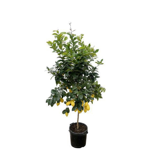 Zitronenbaum – Citrus Calamondin – Zitruspflanze 200cm – Ø40cm – Immergrüne Kübelpflanze mit duftenden Blüten & Früchten – Mediterraner Zitronenbaum für Garten, Terrasse & Wintergarten 