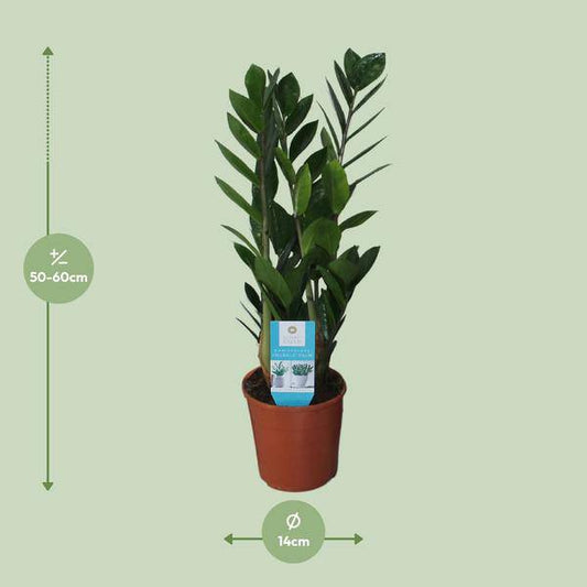 Glücksfeder - Zamioculcas Zamiifolia - Zimmerpflanze - Ø14cm - ↕55cm 