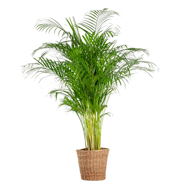 Areca-Palme Dypsis – Goldfruchtpalme – Zimmerpflanze – 120 cm – Ø24 cm – inkl. Pflanzkorb Torun – Luftreinigende Palme für Wohnzimmer und Büro 