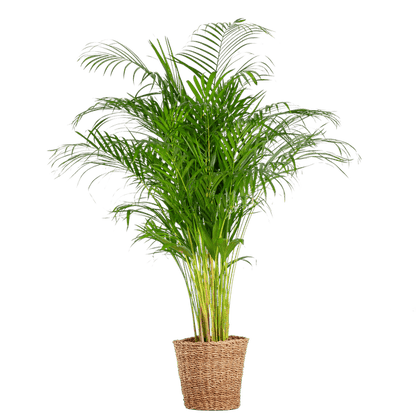 Areca-Palme Dypsis – Goldfruchtpalme – Zimmerpflanze – 120 cm – Ø24 cm – inkl. Pflanzkorb Torun – Luftreinigende Palme für Wohnzimmer und Büro 