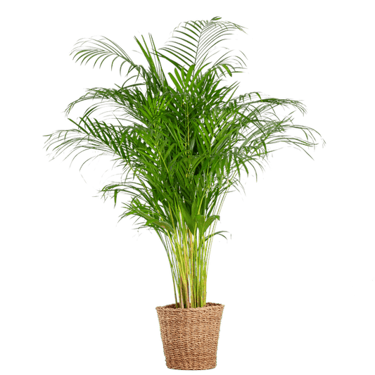 Areca-Palme Dypsis – Goldfruchtpalme – Zimmerpflanze – 120 cm – Ø24 cm – inkl. Pflanzkorb Torun – Luftreinigende Palme für Wohnzimmer und Büro 