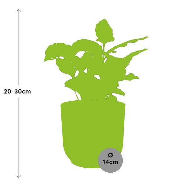 Kaffee Pflanze - Coffea Arabica - Zimmerpflanze + Topf Vibes Fold 14cm Rosa 