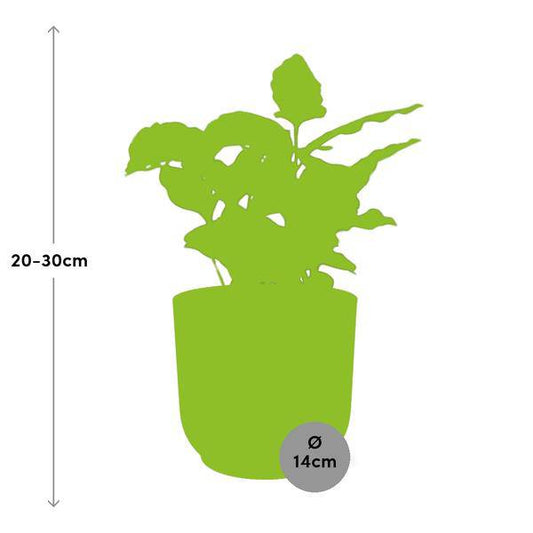 Kaffee Pflanze - Coffea Arabica - Zimmerpflanze + Topf Vibes Fold 14cm Rosa 