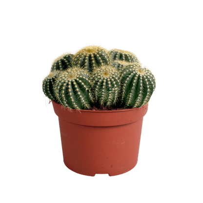 Kaktus - Eriocactus warasii - Zimmerpflanze - Sukkulente - 12cm
