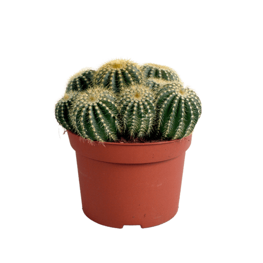 Kaktus - Eriocactus warasii - Zimmerpflanze - Sukkulente - 12cm 
