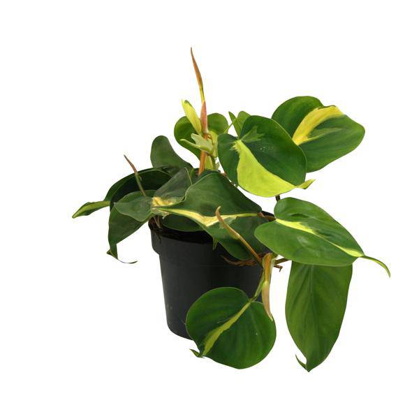 Zwillingsschwertlilie - Lophospermum Brasil Scandens - Zimmerpflanze - Ø12cm - ↕20cm