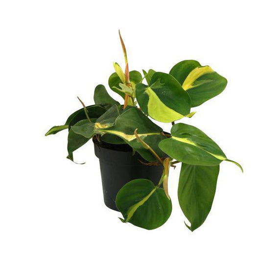 Zwillingsschwertlilie - Lophospermum Brasil Scandens - Zimmerpflanze - Ø12cm - ↕20cm 