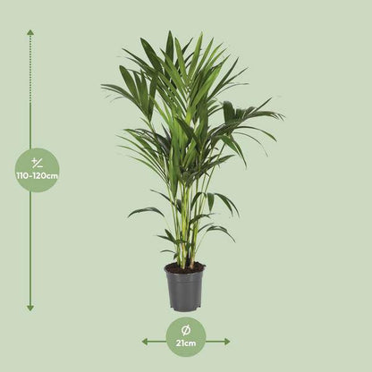Kentiapalme - Howea Forsteriana - Zimmerpflanze - Ø21cm - ↕120cm