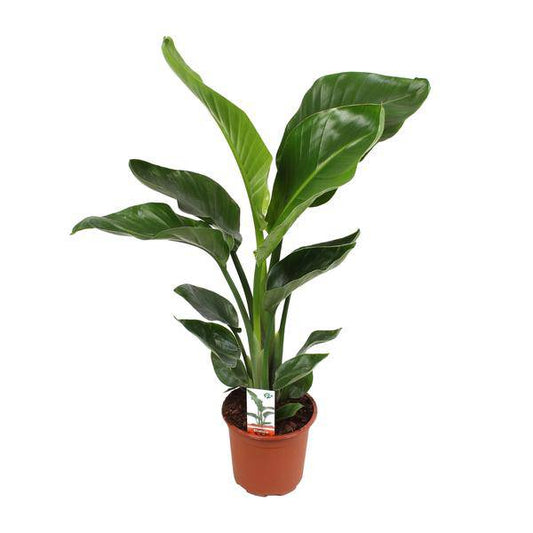 Baum-Strelitzie – Strelitzia Nicolai – Paradiesvogelblume – Ø17cm ↕70cm – tropische Zimmerpflanze mit exotischem Blattschmuck 