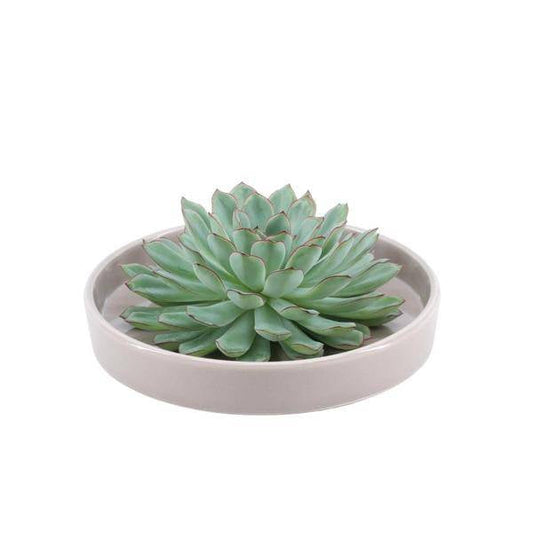 Sukkulente - Echeveria Pulidonis in Schale 'taupe' - Zimmerpflanze - Ø20 cm - ↕5 cm 
