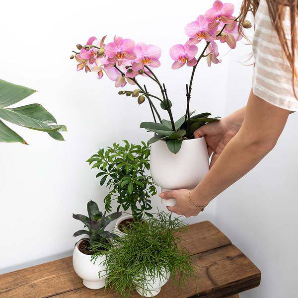 Kolibri Orchids | Weiße Phalaenopsis Orchidee - Amabilis + Scandic Ziertopf weiß - Topfgröße Ø9cm - 45cm hoch | blühende Zimmerpflanze im Blumentopf - frisch vom Züchter - Oasis of Life