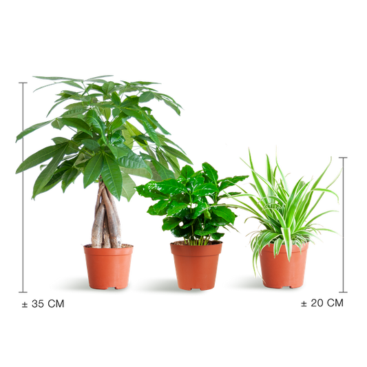Haustierfreundliches Pflanzset – Zimmerpflanzen Mix – Ø12cm – Ungiftig für Katzen & Hunde – 3 Pflanzen-Set – Für Kinder und Haustiere geeignet 