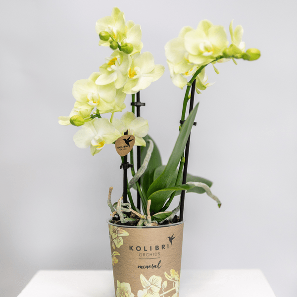 gelbe Phalaenopsis Orchidee Topfgröße Ø9cm | blühende Zimmerpflanze - frisch vom Züchter - Oasis of Life