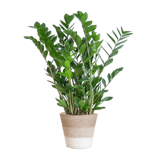 Zamioculcas Zamiifolia - Glücksfeder - Zimmerpflanze ↕80cm - Ø21cm + Korb Lissabon Weiß