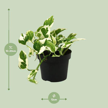 Gefleckte Efeutute - Scindapsus Epipremnum N'joy - Zimmerpflanze - Ø12cm - ↕15cm