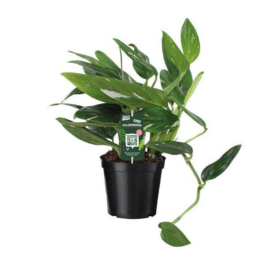 Baumfreund - Philodendron Cobra Toef - Zimmerpflanze - Ø17cm - ↕50cm 