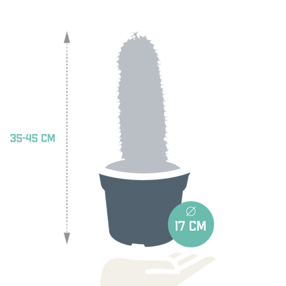 Wolfsmilch Kaktus - Euphorbia marmorata - Zimmerpflanze - 17cm