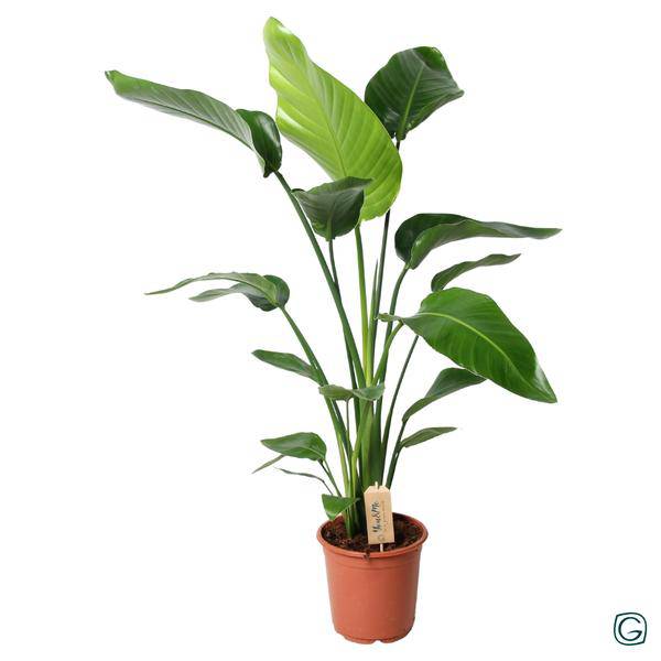 Baum-Strelitzie - Strelitzia Nicolai - Zimmerpflanze - Ø21cm - ↕100cm
