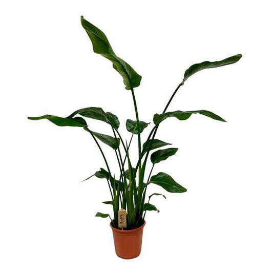 Baum-Strelitzie - Strelitzia Nicolai - Zimmerpflanze - Ø21cm - ↕120cm