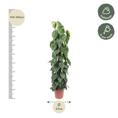 Baumfreund - Philodendron Scandens - Moosstock - Zimmerpflanze - 150cm - ø27cm