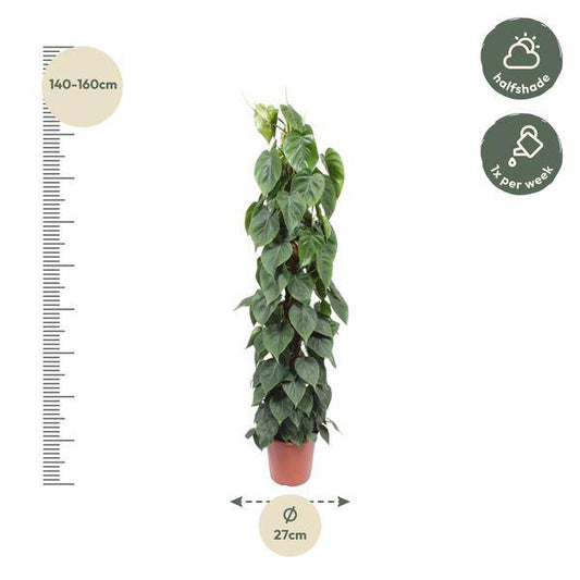 Baumfreund Philodendron Scandens – Moosstock – Zimmerpflanze 150cm – Ø27cm – Tropische Kletterpflanze mit herzförmigen Blättern – Luftreinigende Rankpflanze für Wohnzimmer, Büro & Indoor-Deko 