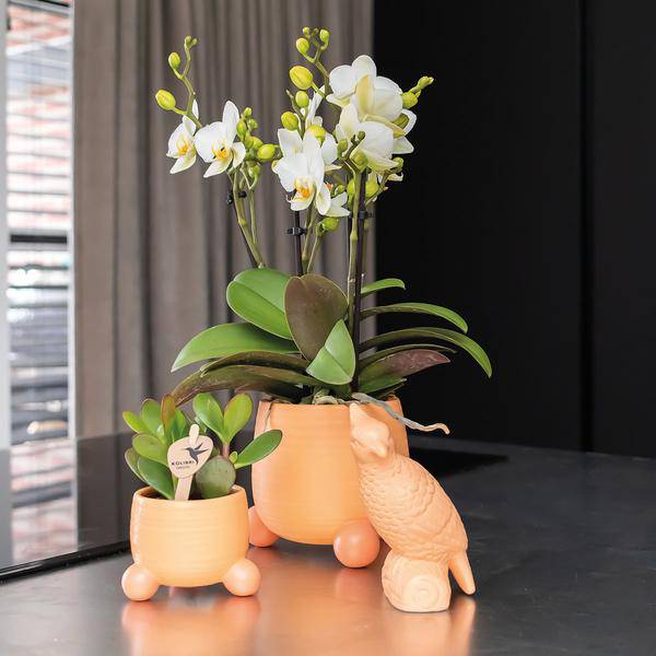 Rollender Pfirsichblumentopf - Pfirsichfarbener Keramiktopf - Ø6cm - Oasis of Life
