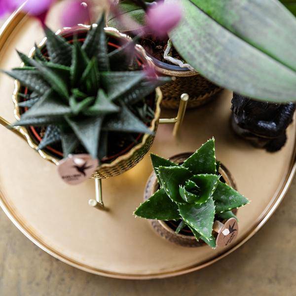 Komplettes Pflanzenset Hotel Chic - flieder | Grünpflanzen mit fliederfarbener Phalaenopsis-Orchidee inkl. Keramik-Ziertöpfe und Zubehör - Oasis of Life