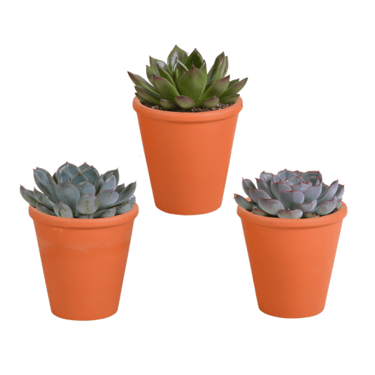 Steinrose - Echeveria-Mix - 8,5 cm - 3 Stück - Zimmerpflanze - im Terrakotta-Topf 