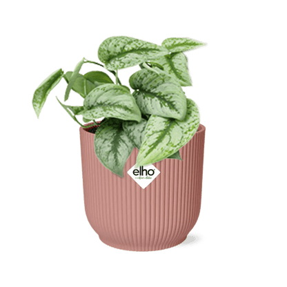 Efeutute - Scindapsus Pictus 'Trebie' - Zimmerpflanze + Topf Vibes Fold 14cm Rosa