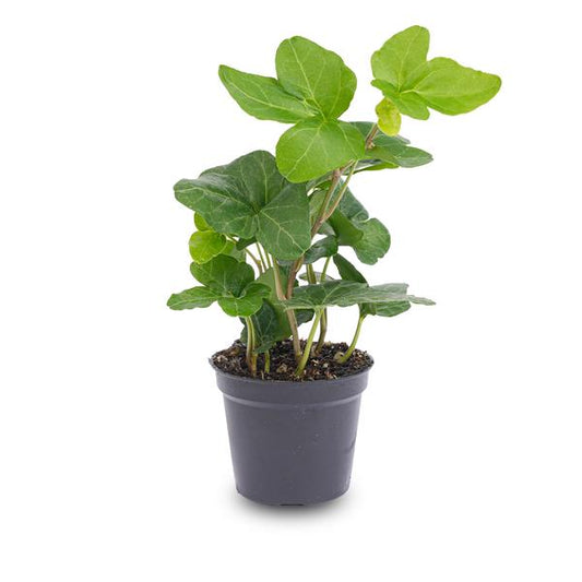 Hedera Helix – Gemeiner Efeu – Zimmerpflanze – Ø6 cm – Terrarienpflanze – Kletterpflanze mit dichtem Blattwuchs – Pflegeleicht & Winterhart 