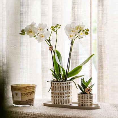 Pflanzenset Weiße Phalaenopsis Orchidee Amabilis & Sukkulente – Keramiktöpfe Mosaik – Auf cremefarbenem organischem Tablett – Elegante Deko für Wohnraum & Büro 