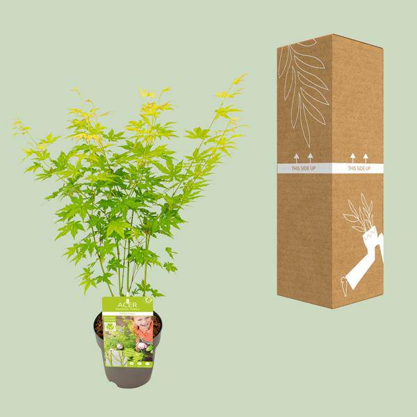 Japanischer Fächerahorn - Acer palmatum Going Green - Zimmerpflanze - Ø15cm - ↕30cm