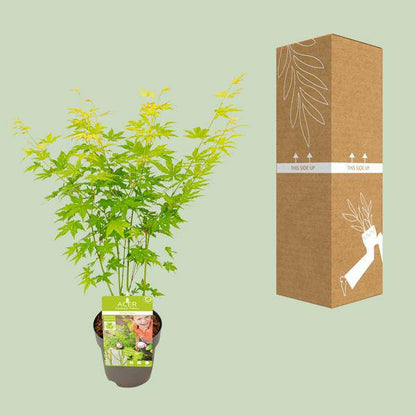 Japanischer Fächerahorn - Acer palmatum Going Green - Zimmerpflanze - Ø15cm - ↕30cm