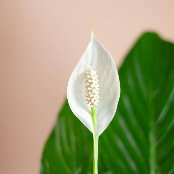 Spathiphyllum mit Korb Lissabon weiß - 80cm - Ø21 - Oasis of Life