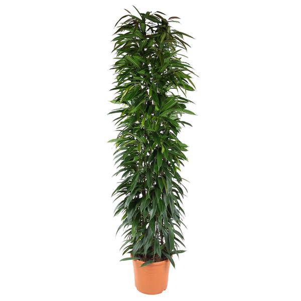 Birkenfeige - Ficus Alii Königssäule - 200cm - ø35cm
