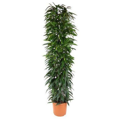 Birkenfeige - Ficus Alii Königssäule - 200cm - ø35cm