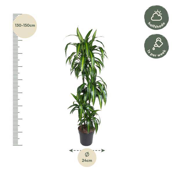 Drachenbaum – Dracaena Hawaiiana 180cm – Ø24cm – Elegante Zimmerpflanze mit hellgrünen glänzenden Blättern – Pflegeleichte Grünpflanze für Wohnzimmer, Büro & Wintergarten 