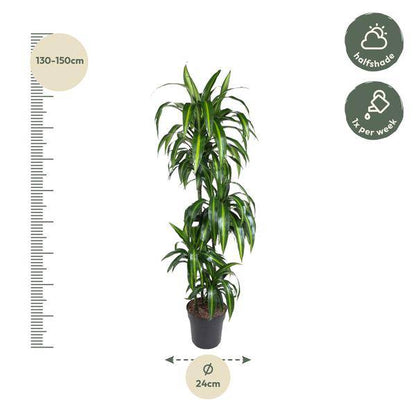 Drachenbaum – Dracaena Hawaiiana 180cm – Ø24cm – Elegante Zimmerpflanze mit hellgrünen glänzenden Blättern – Pflegeleichte Grünpflanze für Wohnzimmer, Büro & Wintergarten 