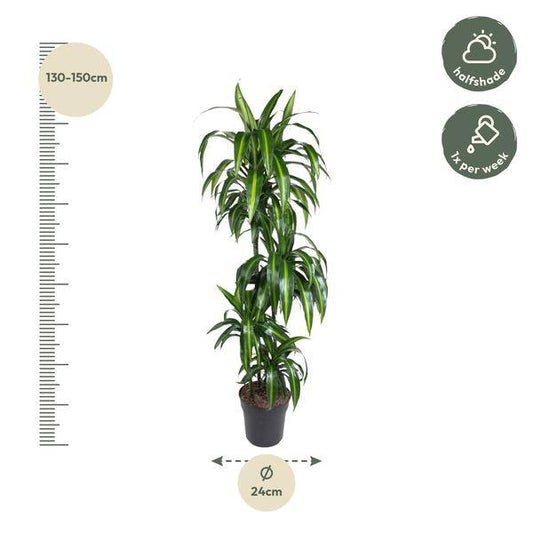 Drachenbaum – Dracaena Hawaiiana 180cm – Ø24cm – Elegante Zimmerpflanze mit hellgrünen glänzenden Blättern – Pflegeleichte Grünpflanze für Wohnzimmer, Büro & Wintergarten 