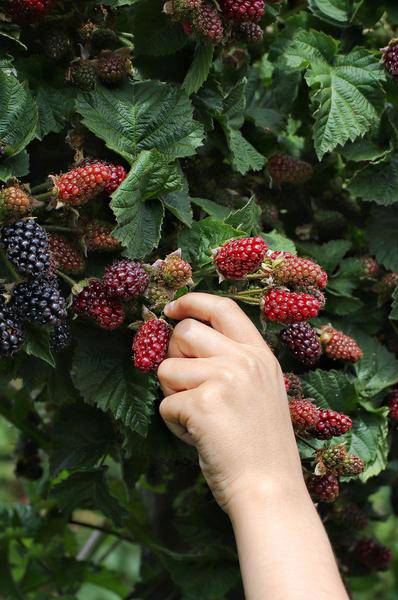 Dornenlose Brombeere - Rubus fruticosus 'Dornenlos Immergrün' - Ø13cm - ↕45cm 