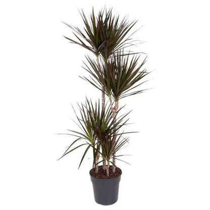 Drachenbaum - Dracaena Magenta - Zimmerpflanze - 150cm - ø27cm