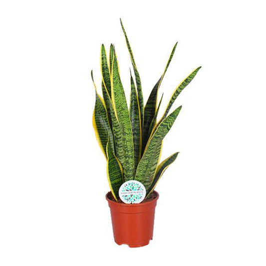 Bogenhanf - Sansevieria Trifasciata Laurentii - Zimmerpflanze - Ø17cm - ↕60cm 