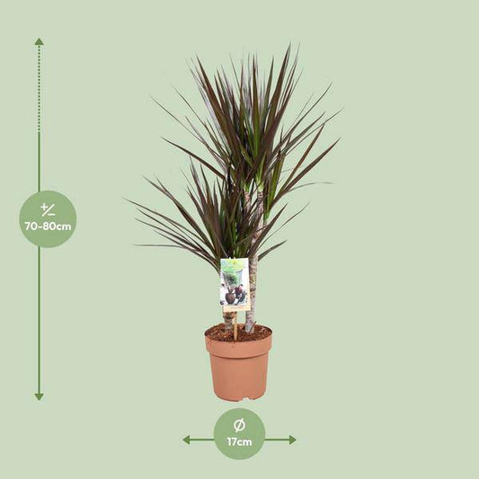 Drachenbaum - Dracaena Magenta - Zimmerpflanze - Ø17cm - ↕80cm 