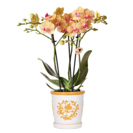 Orchidee Jamaica Orange - Zimmerpflanze + Malaga Deko-Topf Orange Ø9cm