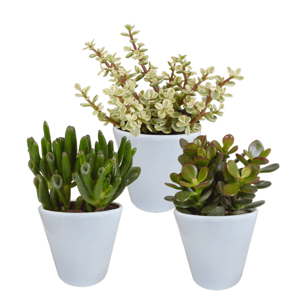 Dickblatt - Crassula - Mix - 8,5 cm - 3 Stück - im Witte-Topf